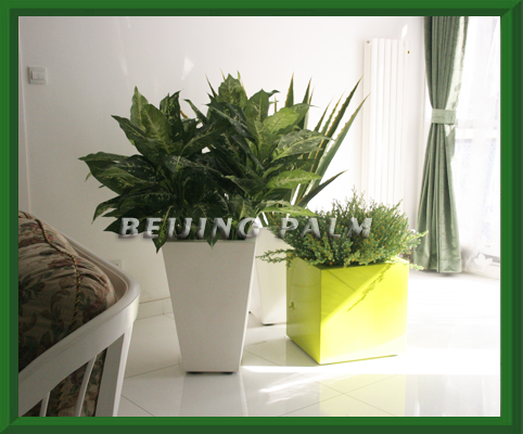 square planter（beijing south station）