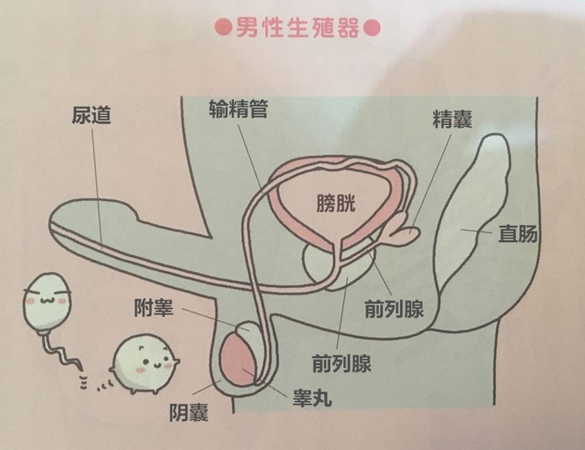 正常的阴囊外观 位置图片