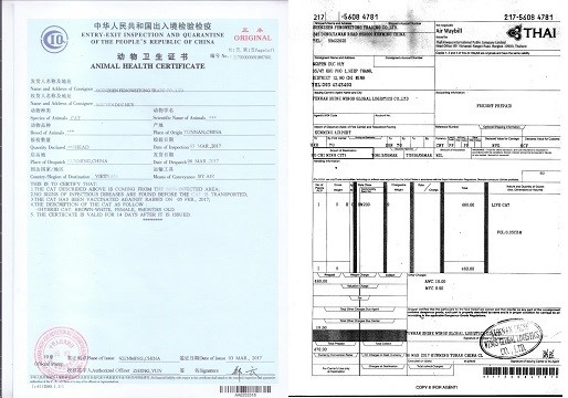 宠物从哈尔滨到胡志明