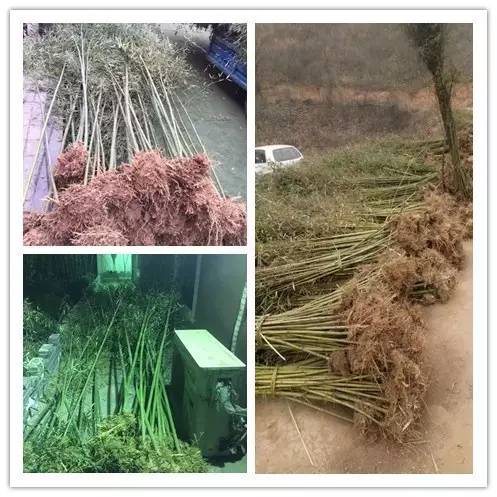 一片竹林、一句承诺、一个梦想! 一片竹林、一句承诺、一个梦想!