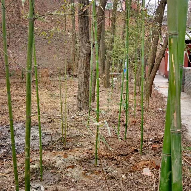 一片竹林、一句承诺、一个梦想! 一片竹林、一句承诺、一个梦想!