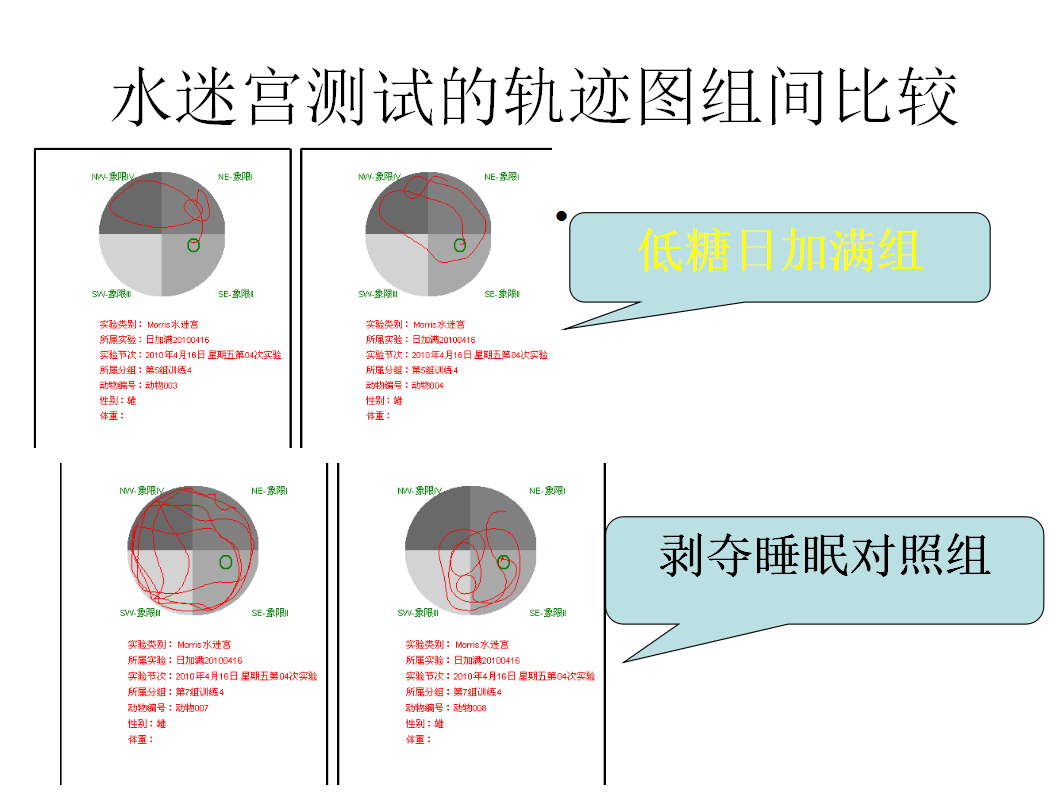 小鼠水迷宫实验