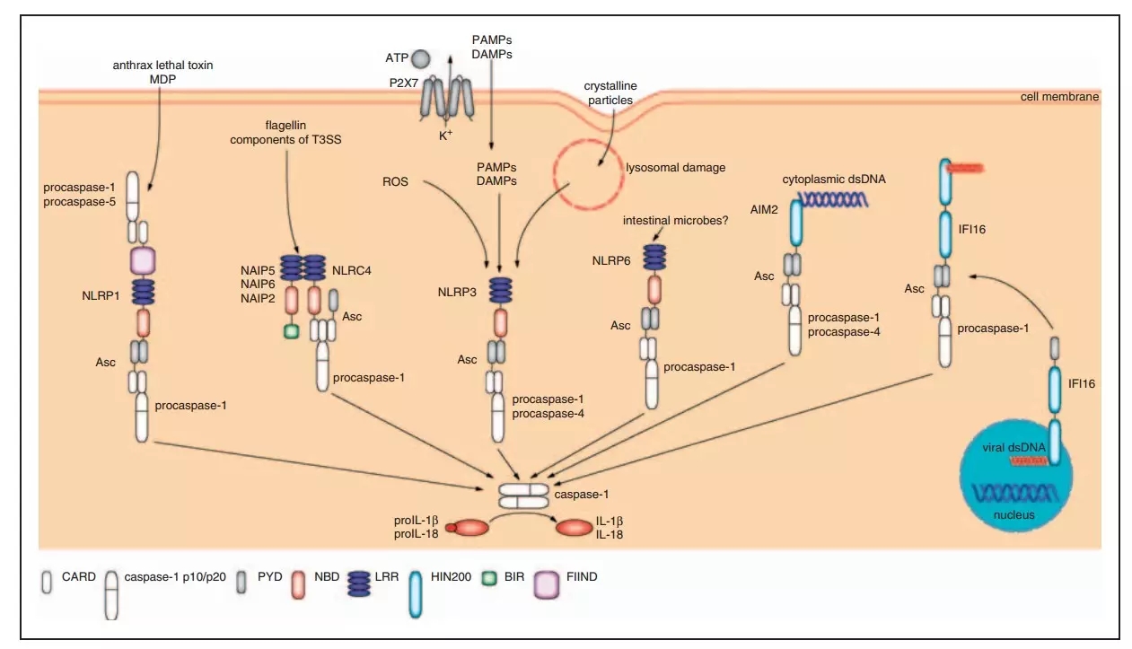 Caspase-Glo® 1 Inflammasome Assay