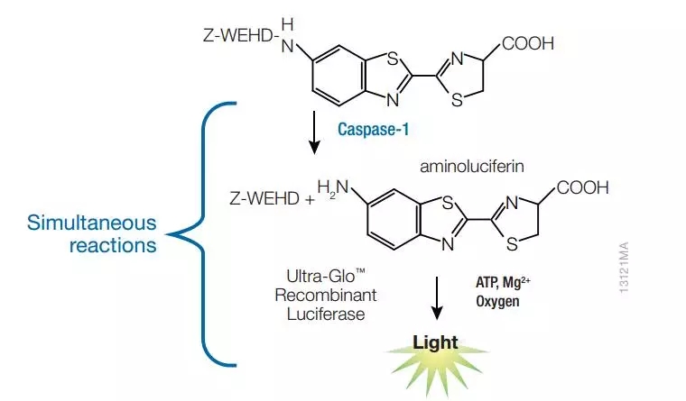 Caspase-Glo® 1 Inflammasome Assay