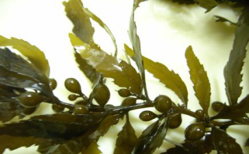 安黄褐藻是什么图片