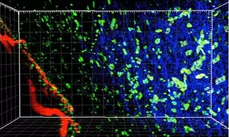 Cell：利用IFNγ靶向调节性T细胞有望改进肿瘤免疫疗法