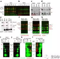 当细胞代谢遇到代谢组学