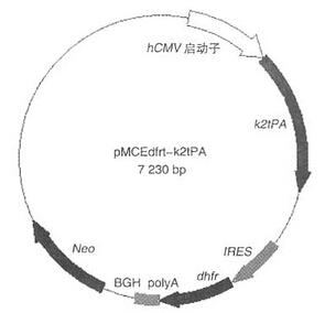 哺乳动物细胞表达载体构建.jpg