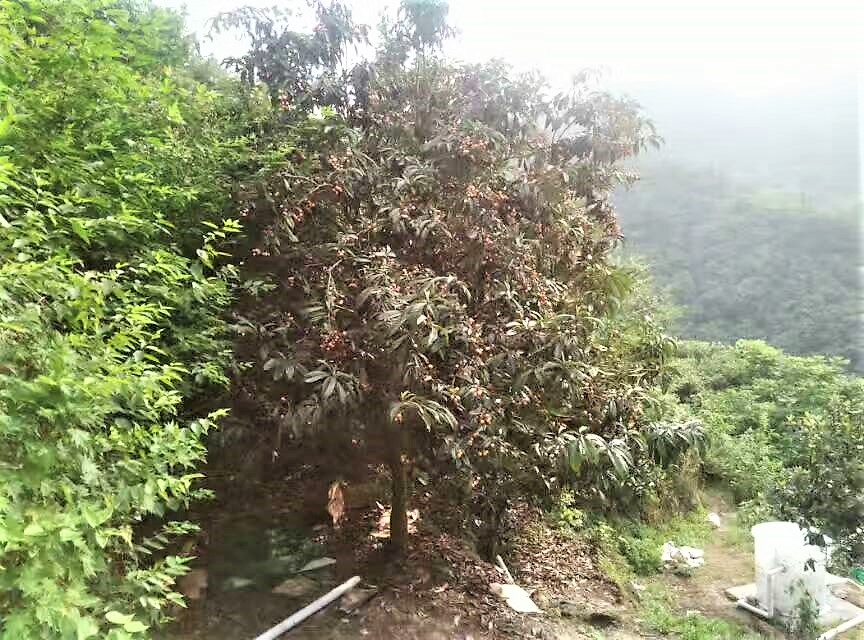 柯若环境总经理视察武当山太子坡旋流充氧污水处理项目并题诗一首 柯若环境总经理视察武当山太子坡旋流充氧污水处理项目并题诗一首