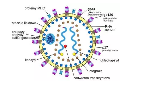 Nature：重大突破！利用奶牛快速产生HIV广谱中和抗体