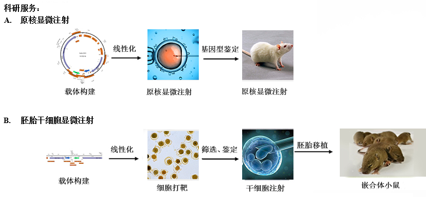 干细胞技术