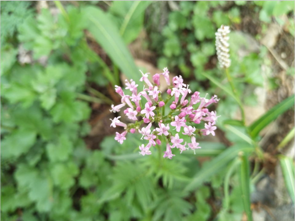 团建：百花山之我从山中来，带着百花香