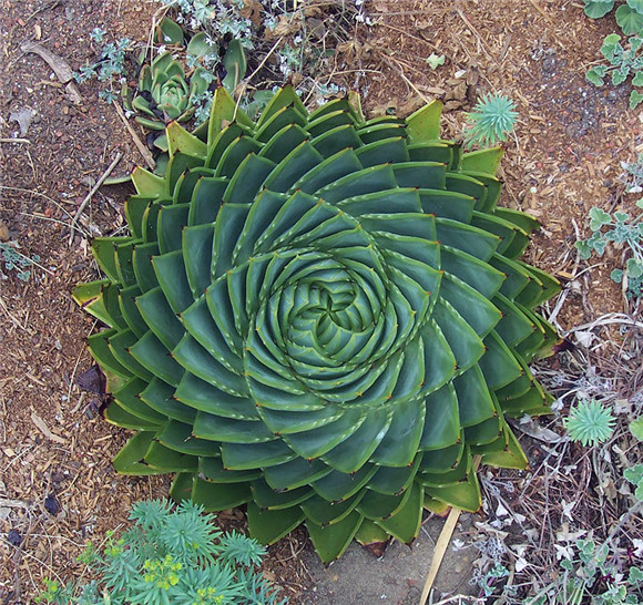 植物中的對(duì)稱和分形