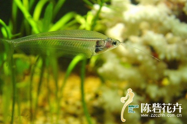 新手入门:常见小型热带鱼的种类与习性 新手入门:常见小型热带鱼的种类与习性