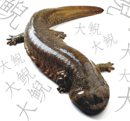 娃娃鱼之养生篇