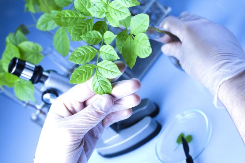 植物检测