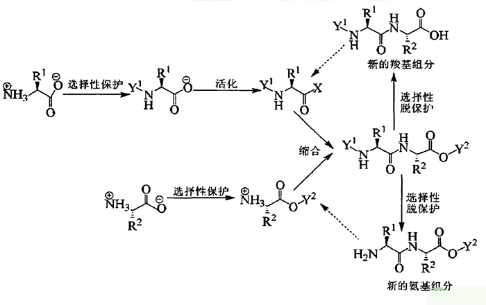 一文初识“多肽”药物及其开发 一文初识“多肽”药物及其开发