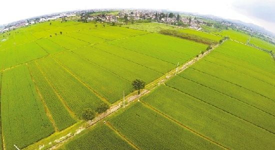 中國耕地退化面積占總面積的40% 污染問題更嚴重，一度影響到了空氣凈化空氣治理。