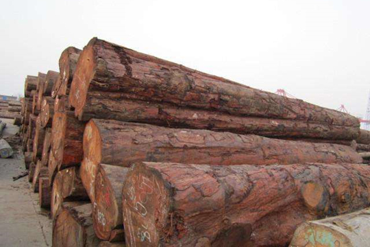 俄罗斯将对桦树原木出口实行数量限制