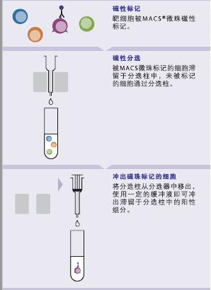 如何选择最合适您分选的MASCS分选柱 如何选择最合适您分选的MASCS分选柱