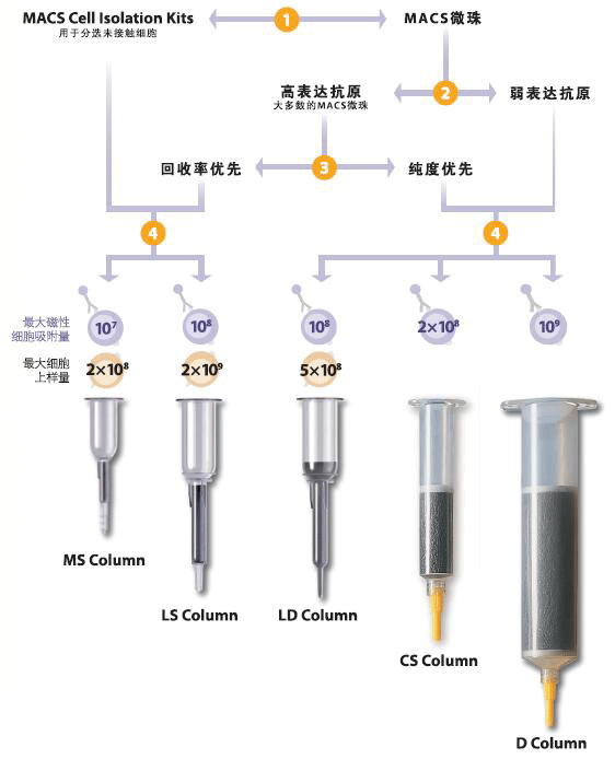 如何选择最合适您分选的MASCS分选柱 如何选择最合适您分选的MASCS分选柱