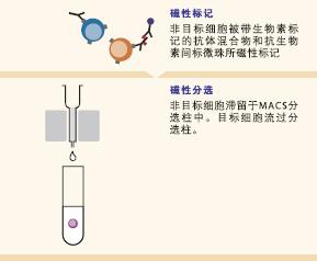 如何选择最合适您分选的MASCS分选柱 如何选择最合适您分选的MASCS分选柱