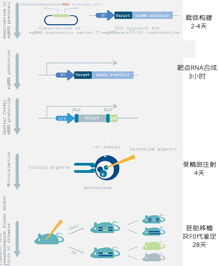 动物基因工程过程图片