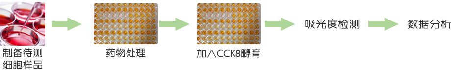 细胞增殖