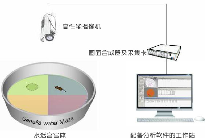 实验动物检测