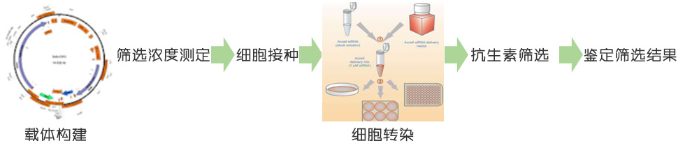构建稳定转染细胞