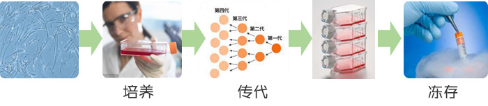 细胞培养 - 浙江鹰旸医药研发有限公司