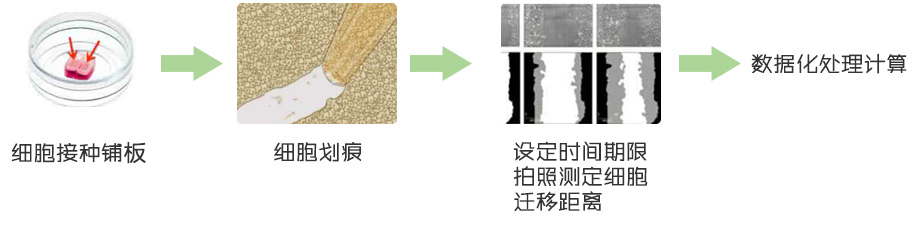 细胞迁移与侵袭