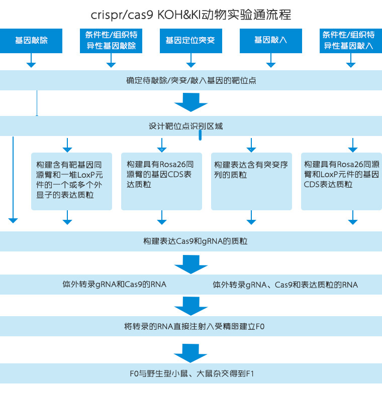 转基因动物