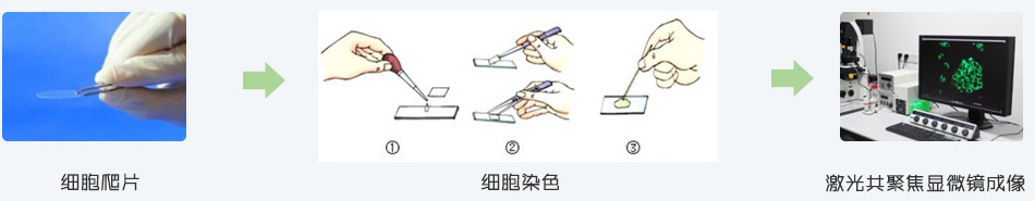 染色与成像
