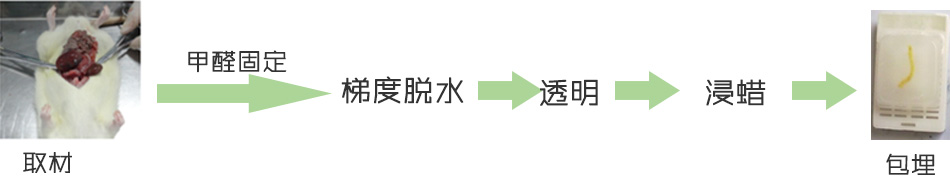 组织包埋