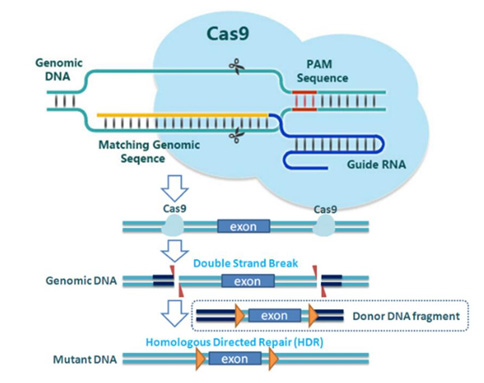 CRISPR/Cas9技术 CRISPR/Cas9技术