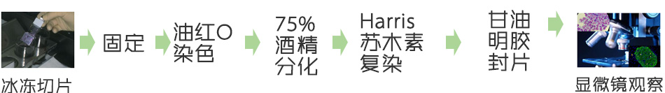 油红0染色