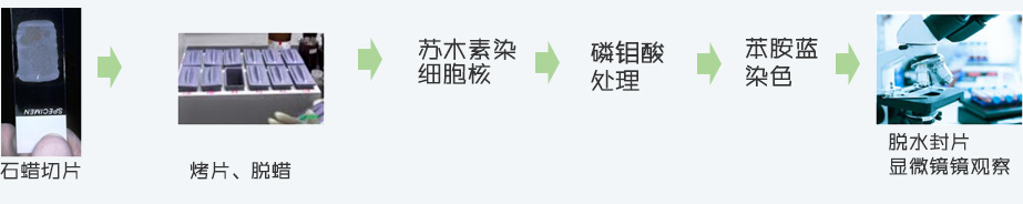 masson染色