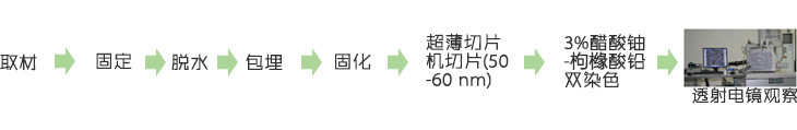  透射电镜检测