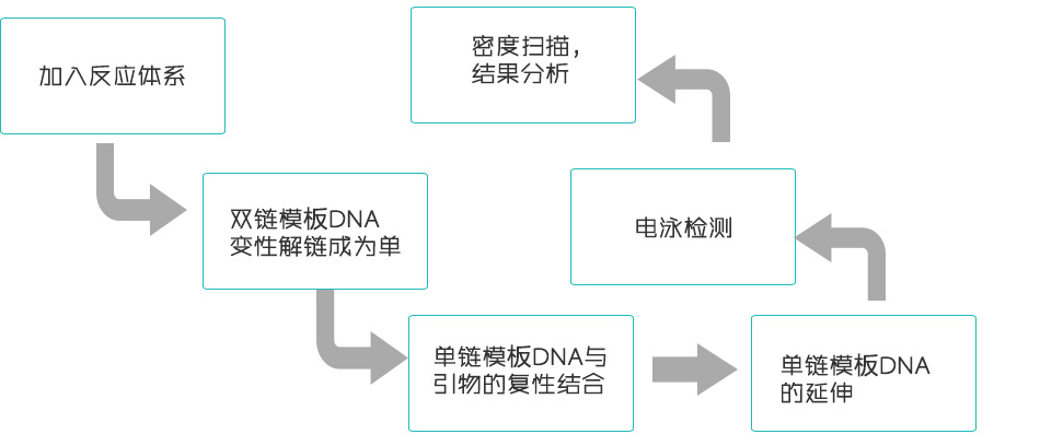 基因合成