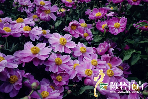 陈砦花卉集团20周年纪念品征集令！