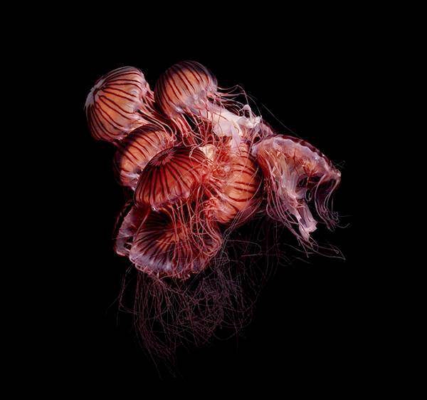 探秘深海 水下拍摄造型独特海底生物--水母
