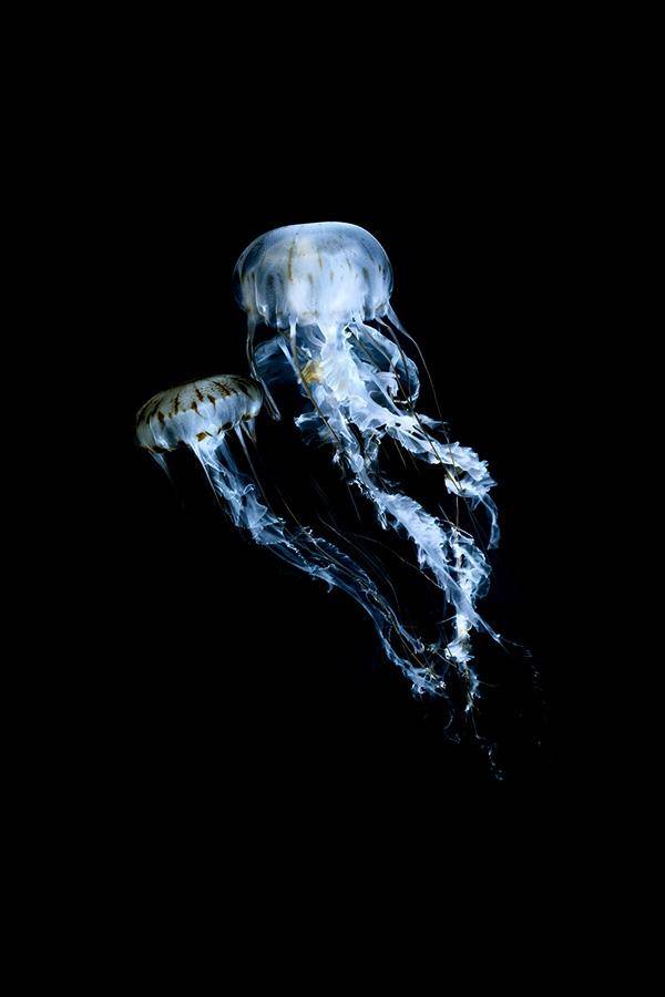 探秘深海 水下拍摄造型独特海底生物--水母