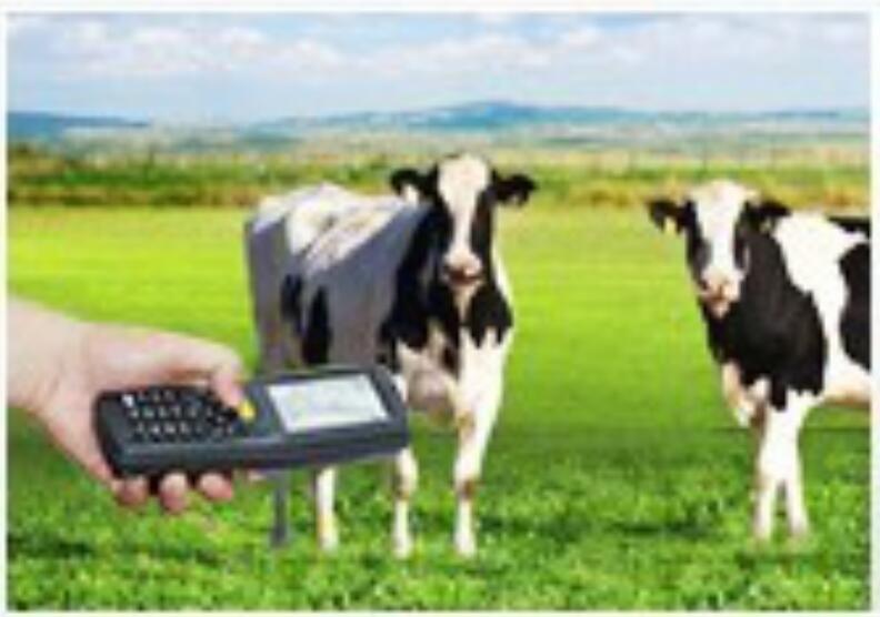 RFID电子标签读写器畜牧业管理中应用