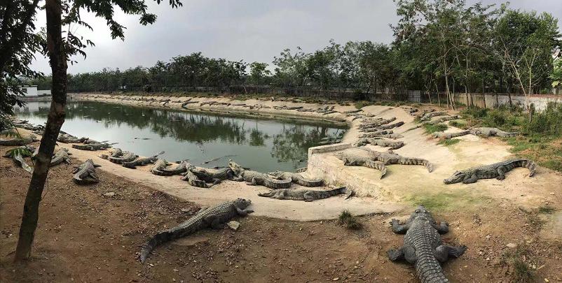 广东鳄鱼养殖场图片