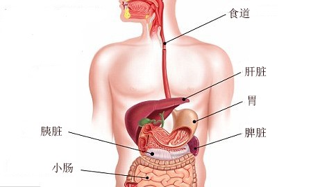 胰腺体表位置图片