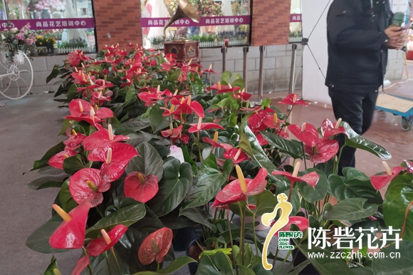 陈砦花卉陪你过元旦