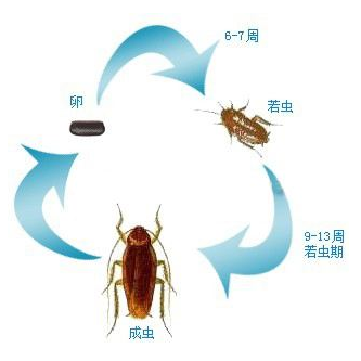 蟑螂 河南华瑞环境科技有限公司