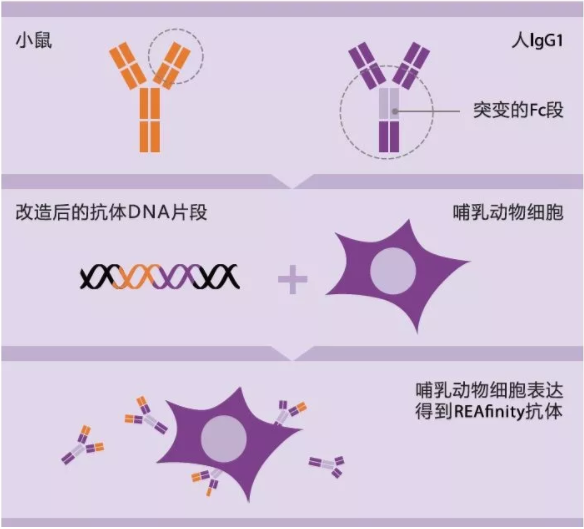不一样的流式抗体——REAfinity重组基因工程改造抗体