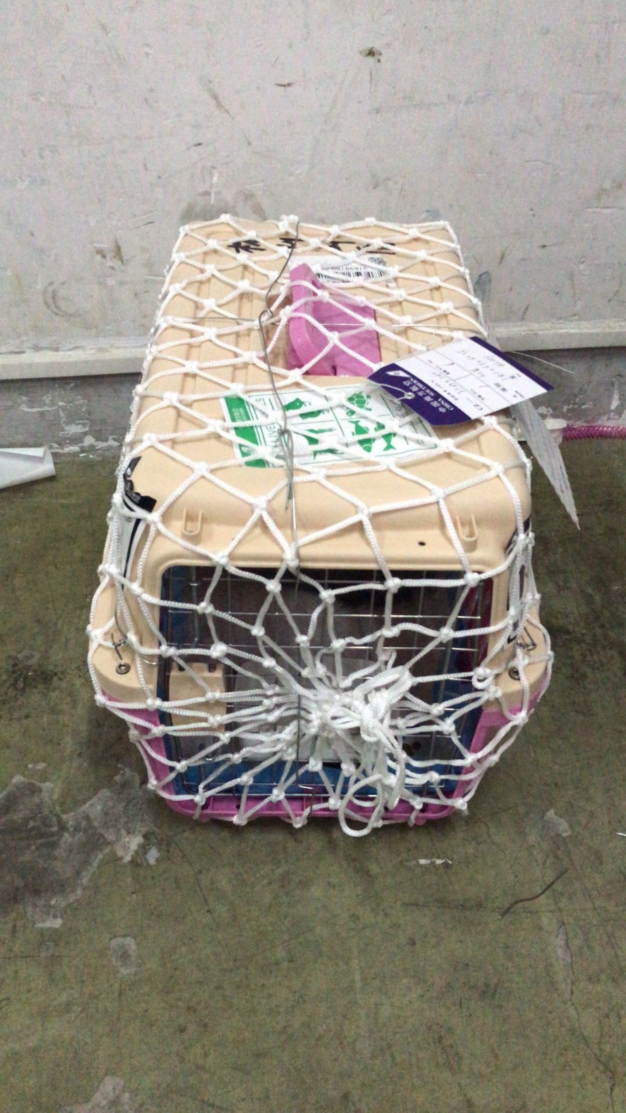 深圳潤航寵物托運(yùn)如何托運(yùn)，流程是什么？